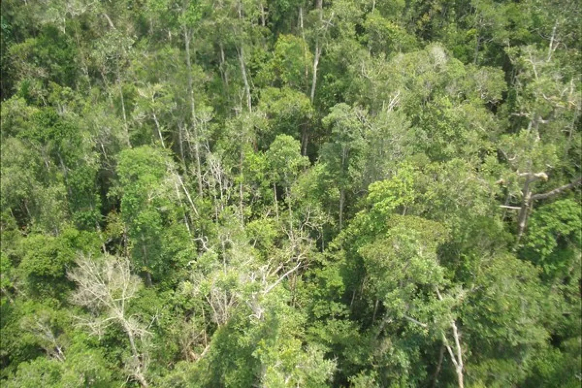 Kalimantan Forest Explor
